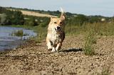 CORGI PEMBROKE 783